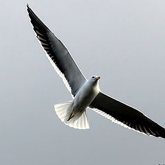 photo "Flying Gull"