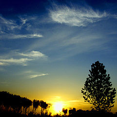 photo "golden sunset"