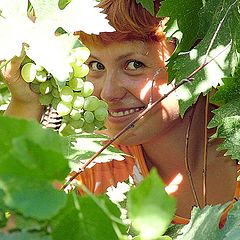 photo "Cleaning of grapes"