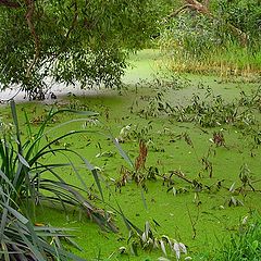 photo "Backwater pond"