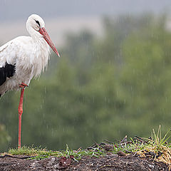 photo "About stork and rain..."