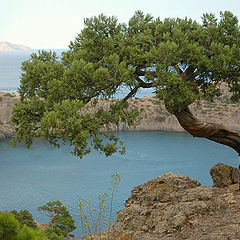 photo "Krimea's Bonsai"