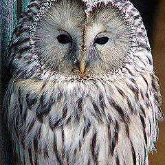 photo "Owl..."