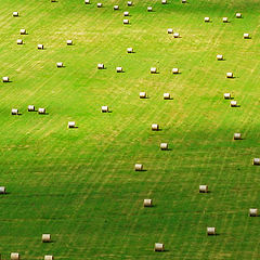 photo "Rolls on field II"