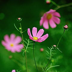 photo "flowers on green"