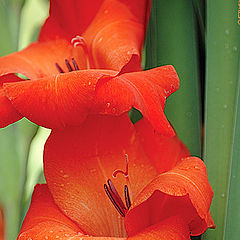 photo "Gladiolus"