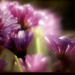 photo "Make a breath of flowering magnificent.."