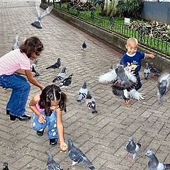 photo "Pigeon Play"