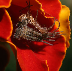 photo "Shedding of the spider"