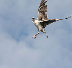 photo "Heavenly dances"