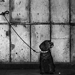 photo "Dog and wall"