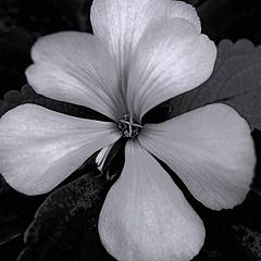 photo "Flower 1"