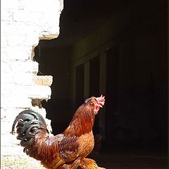 photo "The head of the family"