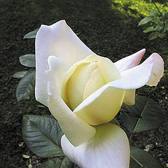 photo "Rose's Color"