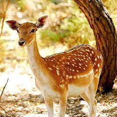 photo "BAMBI"