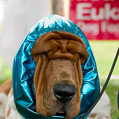 photo "no quiero trabajar mas"