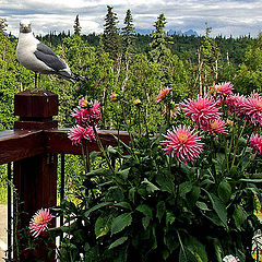 photo "Gull"