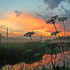 photo "Evening flame"