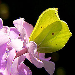 фото "yellow & lilac"