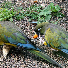 photo "Parrots"