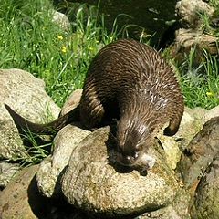 photo "Mr. Otter's share"