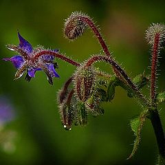 фото "bleu"