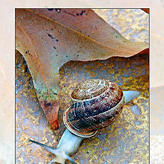 photo "Snail"