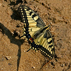 photo "Shadow on sand"