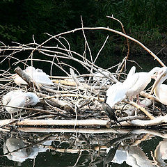 photo "Island of birds"