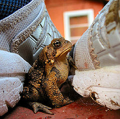 photo "toad asked to leave overnight accomodation in swim"