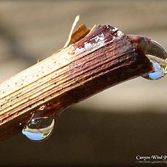 фото "" Tears of a Grape Vine " ."