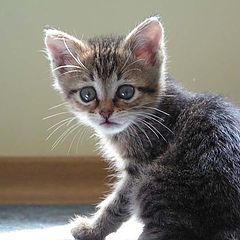 photo "Kitten"