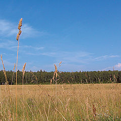 photo "Returning..."