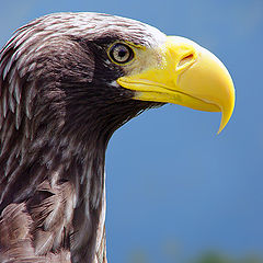 photo "The Smile...(Bald eagle)"