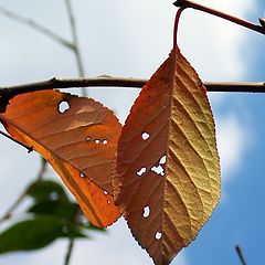 фото "Скоро осень"