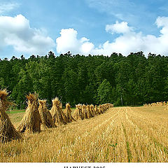 photo "Harvest 2005"