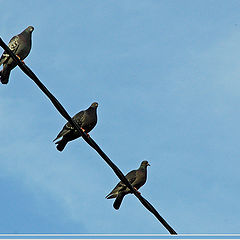 photo "Doves"