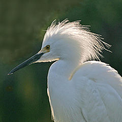 photo "back lit egret"