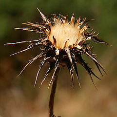 photo "Dry Thistle"