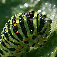 photo "Larva"