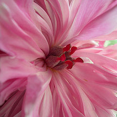 photo "Dying color"