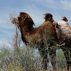 photo "Life in desert, Uzbekistan"