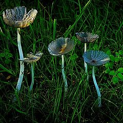 фото "silver mushroom"