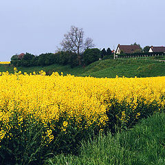 photo "Flowery Plantations"