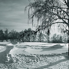 photo "Winter etude with birch"