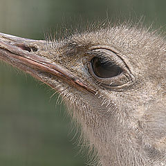 photo "Just Ostrich"