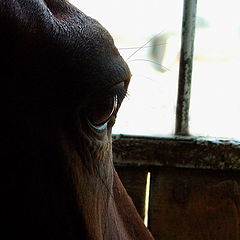 photo "What about horses think?"