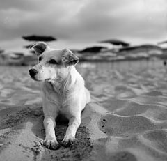 photo "Beach friend"