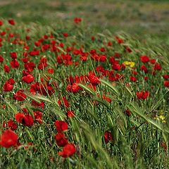 photo "Poppies on a way to Nurata, Uzbekistan"