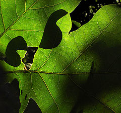 photo "Green light..."